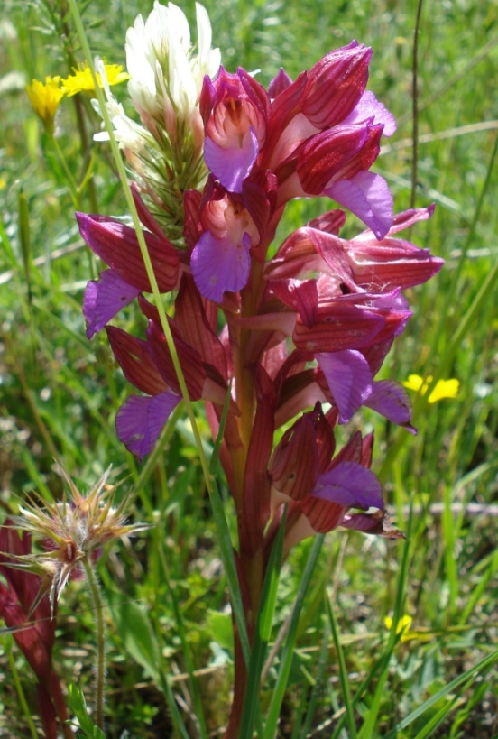 Orchidee dalla Puglia